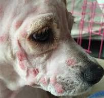 BBOJI Pet Skin Soothing Cream